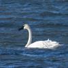 Trumpeter Swan photo by Roger Dietrich