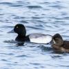 Greater Scaup photo by Roger Dietrich