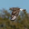 Ferruginous Hawk photo by Roger Dietrich