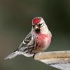 Common Redpoll photo by Gary Small