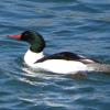 Common Merganser photo by Kelly Preheim