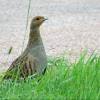 Gray Partridge photo by Kelly Preheim