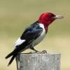 Red-headed Woodpecker photo by Kelly Preheim