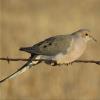 Mourning Dove photo by Kelly Preheim