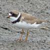 Semipalmated Plover photo by Kelly Preheim