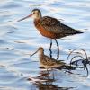 Hudsonian Godwit photo by Kelly Preheim