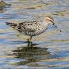 Stilt Sandpiper photo by Kelly Preheim