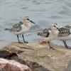 Sanderling photo by Kelly Preheim