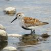 Dunlin photo by Kelly Preheim