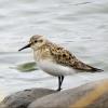 Baird's Sandpiper photo by Kelly Preheim