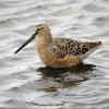 Long-billed Dowitcher photo by Kelly Preheim