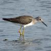 Greater Yellowlegs photo by Kelly Preheim