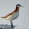 Wilson's Phalarope photo by Kelly Preheim