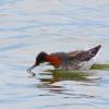 Red-necked Phalarope photo by Kelly Preheim