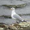 American Herring Gull photo by Kelly Preheim
