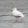 Glaucous Gull photo by Kelly Preheim