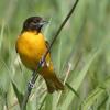 Baltimore Oriole photo by Roger Dietrich
