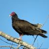 Turkey Vulture photo by Kelly Preheim