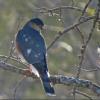Sharp-shinned Hawk photo by Kelly Preheim