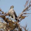American Goshawk photo by Kelly Preheim
