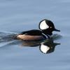Hooded Merganser photo by Irene Colling