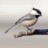 Black-capped Chickadee photo by Irene Colling