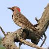 Northern Flicker photo by Irene Colling
