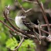 Least Flycatcher photo by Irene Colling