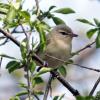 Warbling Vireo photo by Irene Colling