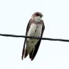 Bank Swallow photo by Irene Colling