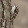 Brown Creeper photo by Irene Colling
