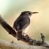 Northern House Wren photo by Irene Colling