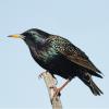 European Starling photo by Irene Colling