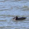 White-winged Scoter photo by Roger Dietrich