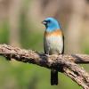 Lazuli Bunting photo by Kelly Preheim