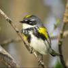 Yellow-rumped Warbler photo by Kelly Preheim