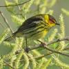 Cape May Warbler photo by Kelly Preheim