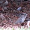 Swamp Sparrow photo by Kelly Preheim