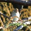 Clay-colored Sparrow photo by Kelly Preheim