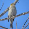 Pine Grosbeak photo by Kelly Preheim