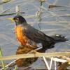 American Robin photo by Kelly Preheim