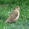 Swainson's Thrush photo by Kelly Preheim