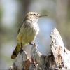 Rock Wren photo by Kelly Preheim
