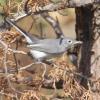 Blue-gray Gnatcatcher photo by Kelly Preheim