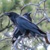 Common Raven photo by Kelly Preheim