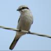 Northern Shrike photo by Kelly Preheim