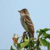 Willow Flycatcher photo by Kelly Preheim