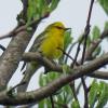 Blue-winged Warbler photo by Kelly Preheim