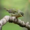 Tennessee Warbler photo by Irene Colling