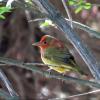 Summer Tanager photo by Kelly Preheim